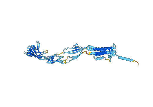 Anti-P.gingivalis VHH (Nb01)