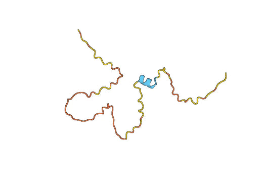 Anti-PAX7 Polyclonal antibody