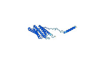 Anti-PDCD6IP Polyclonal antibody