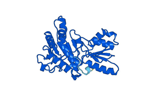 Anti-PDHB Polyclonal antibody