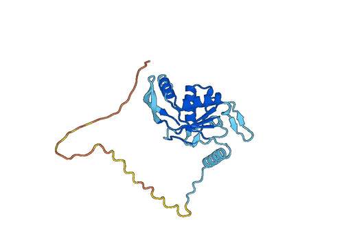 Anti-PDHX Polyclonal antibody