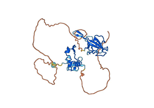 Anti-PEDV N/Nucleoprotein Polyclonal Antibody