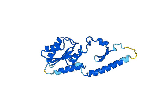 Anti-PFKP Polyclonal antibody
