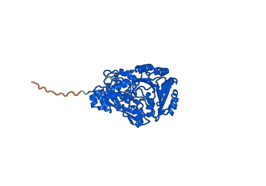 Anti-PHLPIV/phlp4 Antibody (SAA0742)