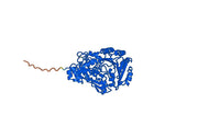 Anti-PHLPIV/phlp4 Antibody (SAA0746)