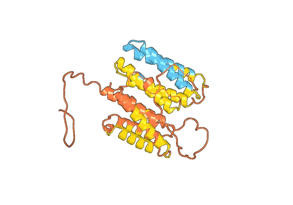 Anti-PHLPV/Allergen Phl p V Antibody (SAA0708)