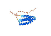 Anti-PHLPVI Antibody (SAA0739)