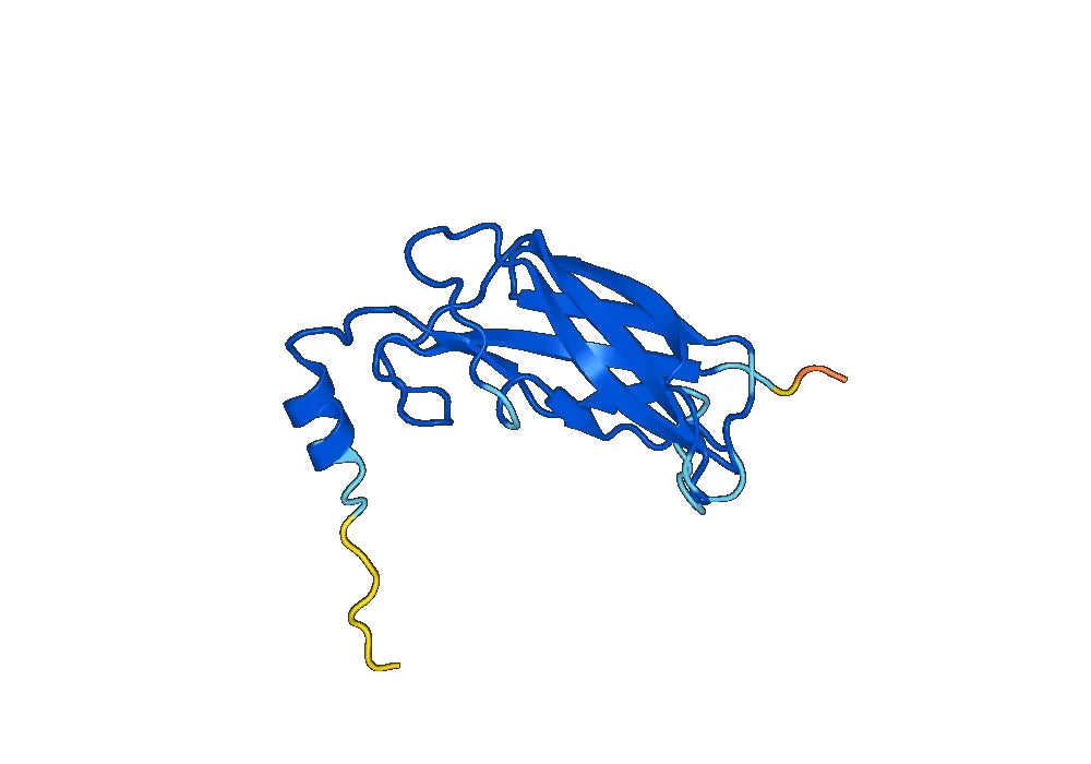 Anti-PHLPXI Antibody (SAA0733)