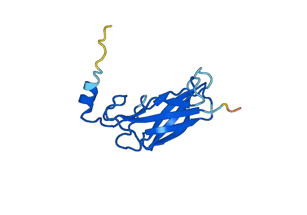 Anti-PHLPXI Antibody (SAA0734)