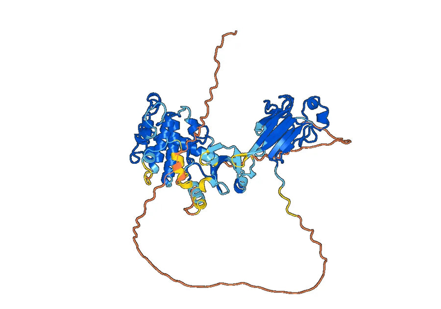 Anti-Phospho-CHK2 (pT68) Antibody (34#)