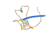 Anti-Phospho-CREB1 (pS119) Antibody (P5.G10)