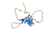 Anti-Phospho-p53 (pT18) Antibody (23#)
