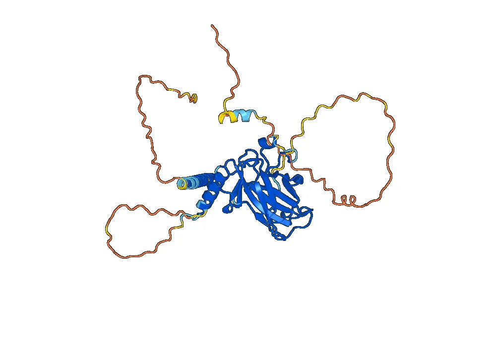 Anti-Phospho-p53 (pT18) Antibody (23#)