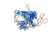Anti-Phospho-POLR2A-CTD (p(YSPTSPSYSPTSPS)-S7) Antibody (S7)