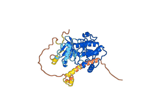 Anti-Phospho-SGK1 (pS422) Antibody (P10.D6)