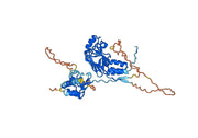 Anti-Phospho-Smad2 (pT8) Antibody (SAA0289)