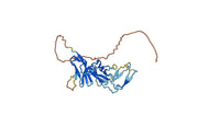 Anti-PIGR Polyclonal antibody