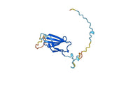 Anti-PIK3CG Polyclonal antibody
