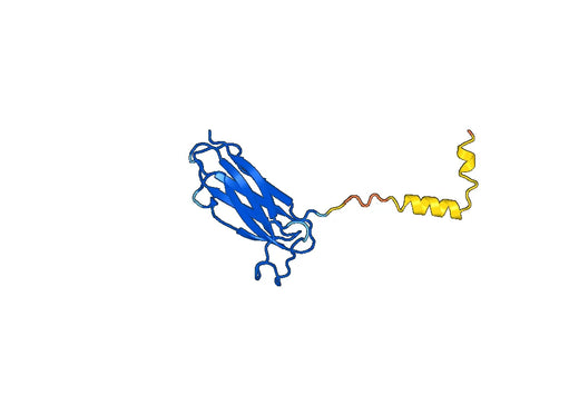 Anti-PIP Polyclonal antibody