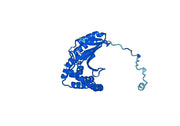 Anti-PITRM1 Polyclonal antibody