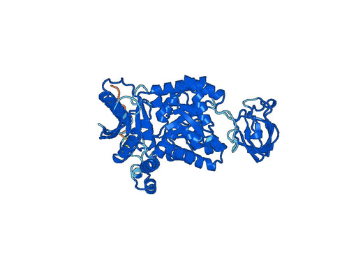 Anti-PKM Polyclonal antibody