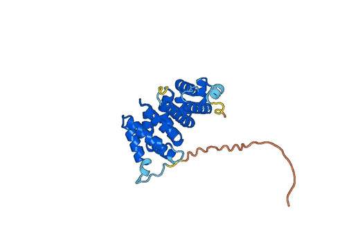 Anti-PKP1 Polyclonal antibody