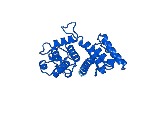 Anti-PLEC Polyclonal antibody