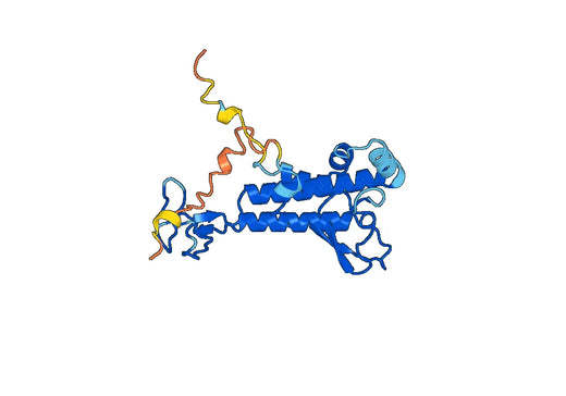 Anti-POLA1 Polyclonal antibody