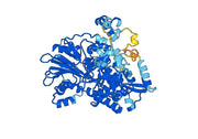 Anti-polyglutamine/polyQ Antibody (1C2)