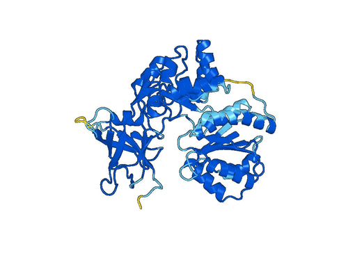 Anti-POR Polyclonal antibody