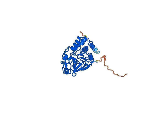 Anti-PPP1CA Polyclonal antibody