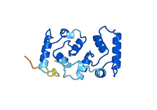 Anti-PPP3R1 Polyclonal antibody