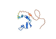 Anti-PRDM1 Polyclonal antibody