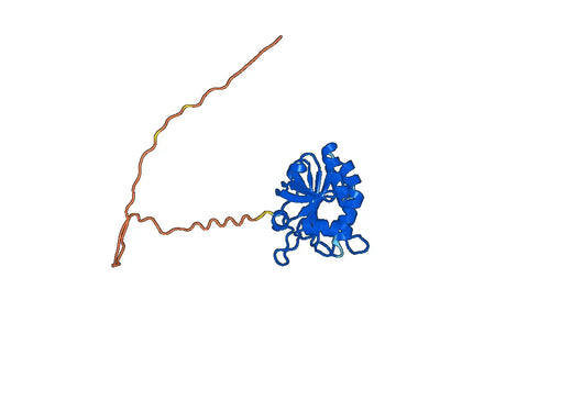 Anti-PRDX3 Polyclonal antibody