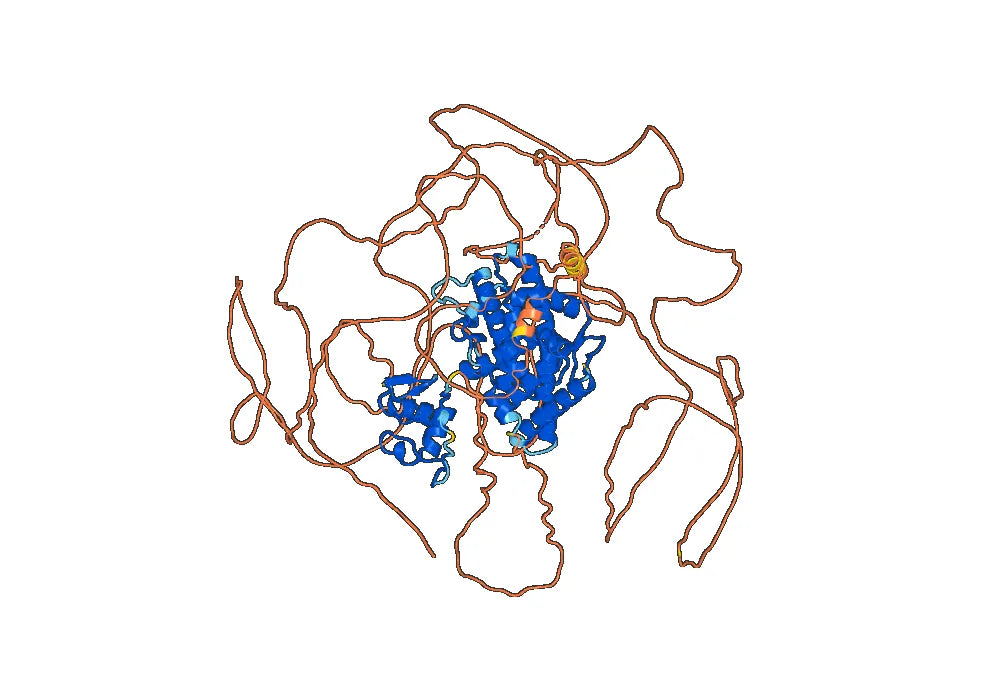 Anti-Progesterone Antibody (B14)