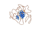 Anti-Progesterone Antibody (DB3)