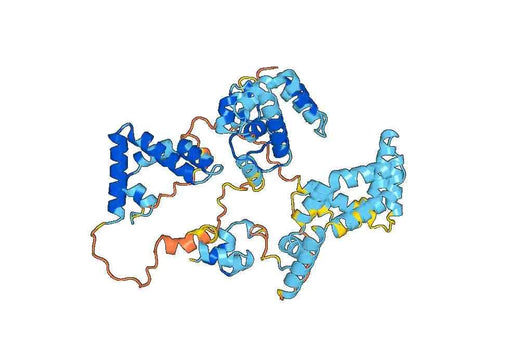 Anti-PSAP Polyclonal antibody