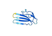 Anti-PSCA Polyclonal antibody