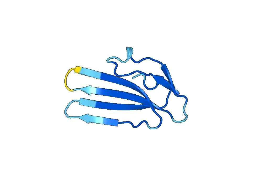 Anti-PSCA Polyclonal antibody