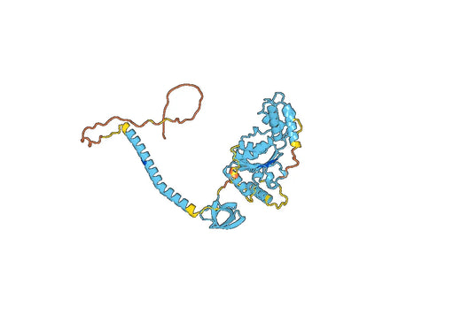 Anti-PSMC1 Polyclonal antibody