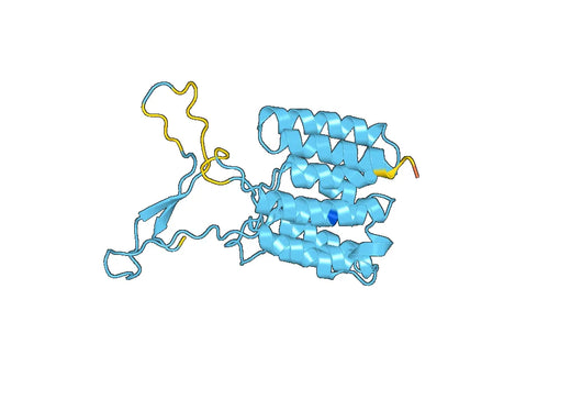 Anti-PSMD2 Polyclonal antibody