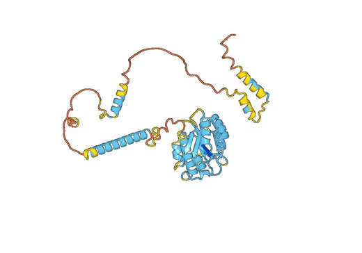 Anti-PSMD4 Polyclonal antibody