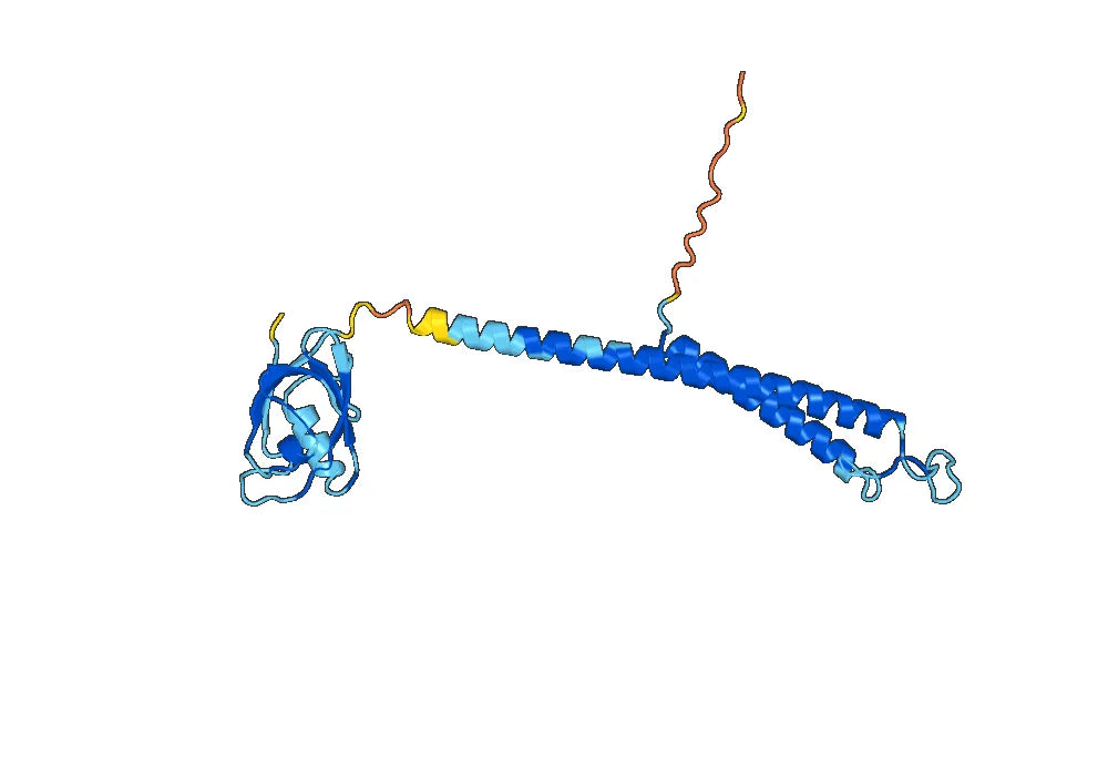 Anti-PSMD9 Polyclonal antibody
