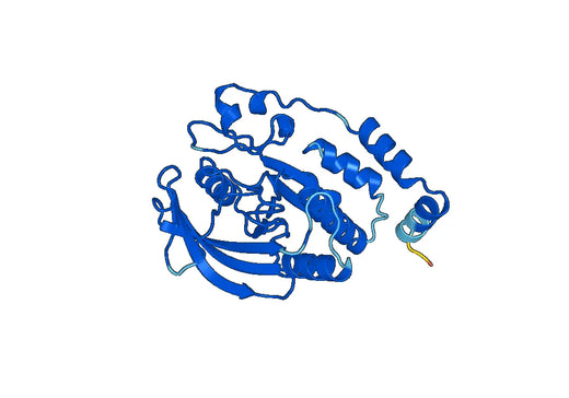 Anti-PTPN2 Polyclonal antibody