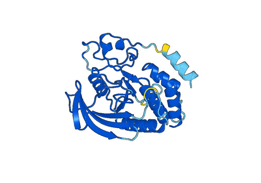 Anti-PTPN6 Polyclonal antibody