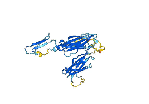Anti-PZP Polyclonal antibody