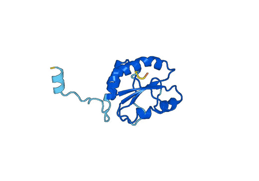 Anti-QSOX1 Polyclonal antibody