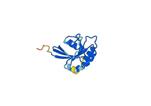 Anti-RAB11A Polyclonal antibody