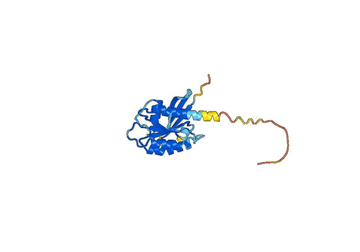 Anti-RAB7A Polyclonal antibody