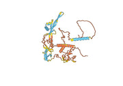 Anti-RABV G/Glycoprotein Antibody (GD2D12)
